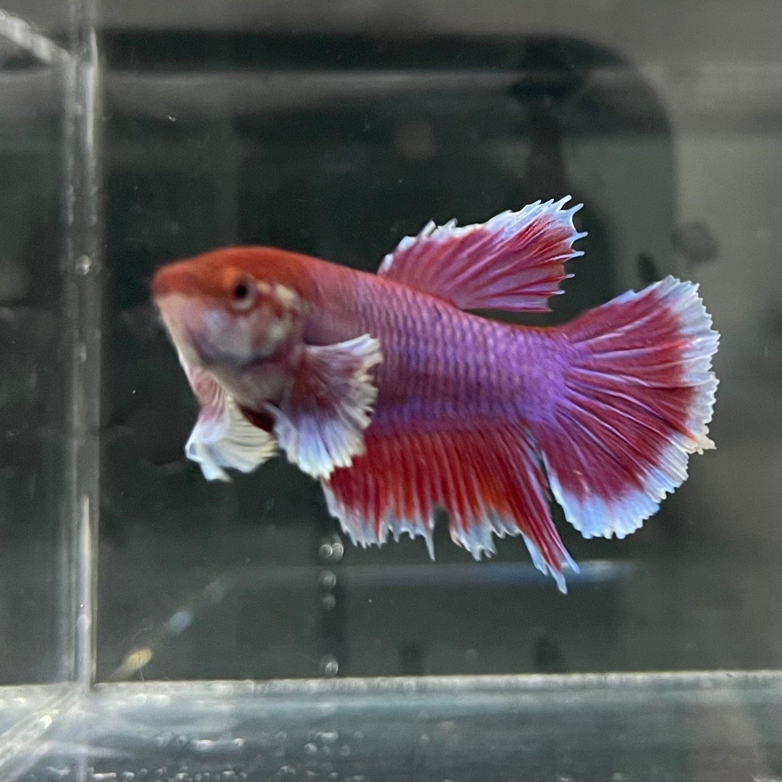 the-fish-farm Female Betta Female Betta - One Only - J Choose your own Female Betta at The Fish Farm Australia
