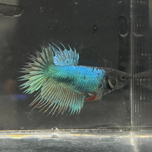 the-fish-farm Female Betta Female Betta - One Only - J Choose your own Female Betta at The Fish Farm Australia