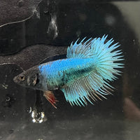 the-fish-farm Female Betta Female Betta - One Only - J Choose your own Female Betta at The Fish Farm Australia