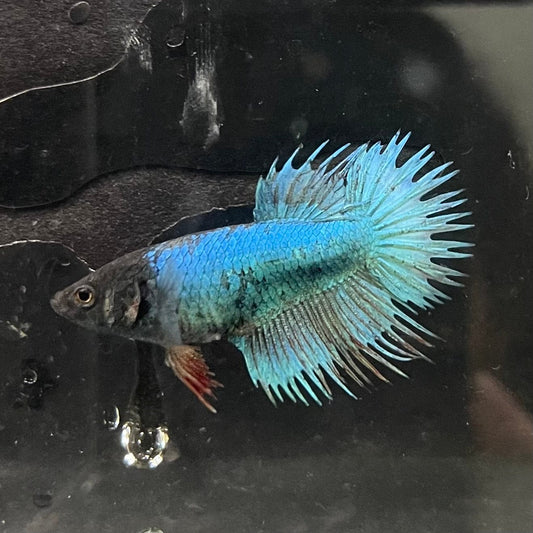 the-fish-farm Female Betta Female Betta - One Only - J Choose your own Female Betta at The Fish Farm Australia