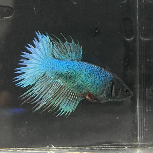 the-fish-farm Female Betta Female Betta - One Only - J Choose your own Female Betta at The Fish Farm Australia