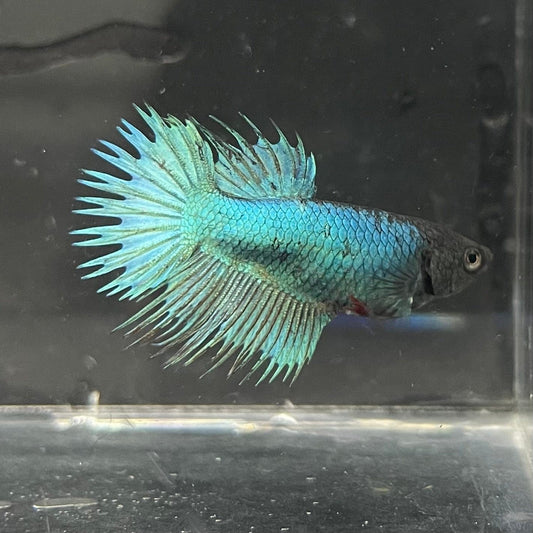the-fish-farm Female Betta Female Betta - One Only - J Choose your own Female Betta at The Fish Farm Australia