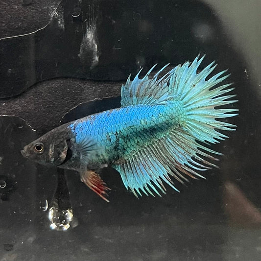 the-fish-farm Female Betta Female Betta - One Only - J Choose your own Female Betta at The Fish Farm Australia