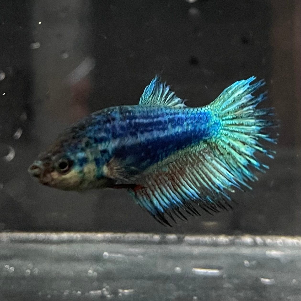 the-fish-farm Female Betta Female Betta - One Only - J Choose your own Female Betta at The Fish Farm Australia