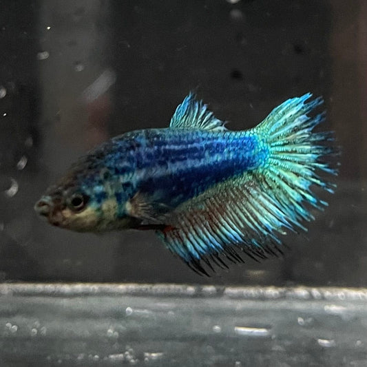 the-fish-farm Female Betta Female Betta - One Only - J Choose your own Female Betta at The Fish Farm Australia