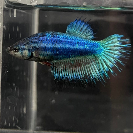 the-fish-farm Female Betta Female Betta - One Only - J Choose your own Female Betta at The Fish Farm Australia
