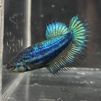 the-fish-farm Female Betta Female Betta - One Only - J Choose your own Female Betta at The Fish Farm Australia