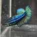 the-fish-farm Female Betta Female Betta - One Only - J Choose your own Female Betta at The Fish Farm Australia