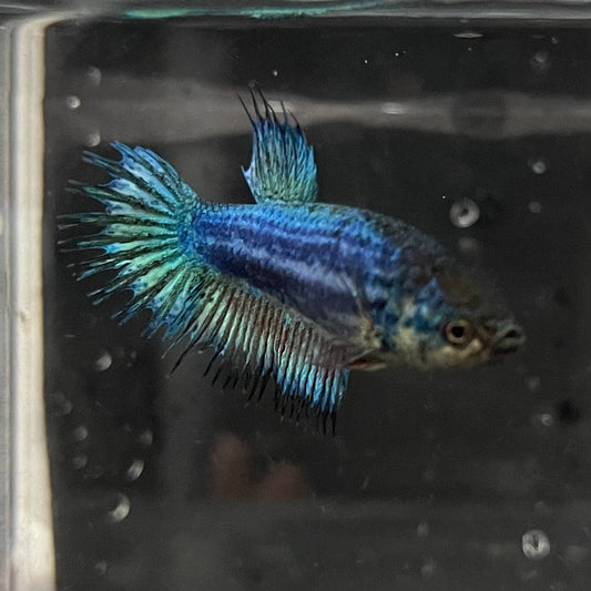 the-fish-farm Female Betta Female Betta - One Only - J Choose your own Female Betta at The Fish Farm Australia