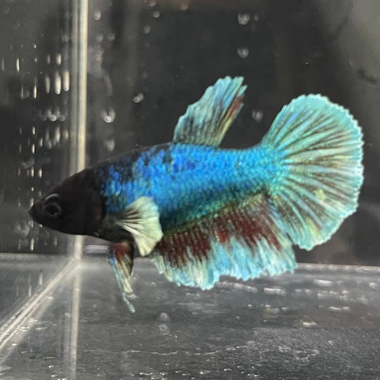 the-fish-farm Female Betta Female Betta - One Only - J Choose your own Female Betta at The Fish Farm Australia