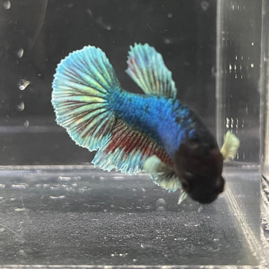 the-fish-farm Female Betta Female Betta - One Only - J Choose your own Female Betta at The Fish Farm Australia