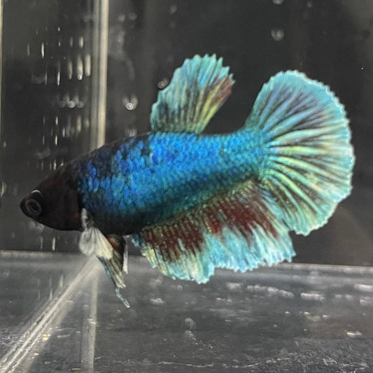 the-fish-farm Female Betta Female Betta - One Only - J Choose your own Female Betta at The Fish Farm Australia