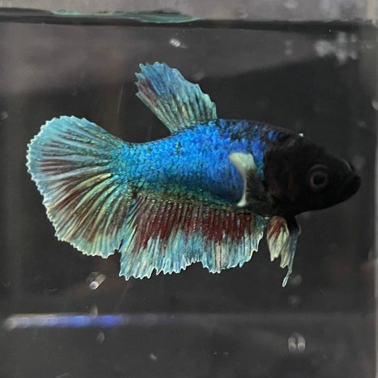 the-fish-farm Female Betta Female Betta - One Only - J Choose your own Female Betta at The Fish Farm Australia