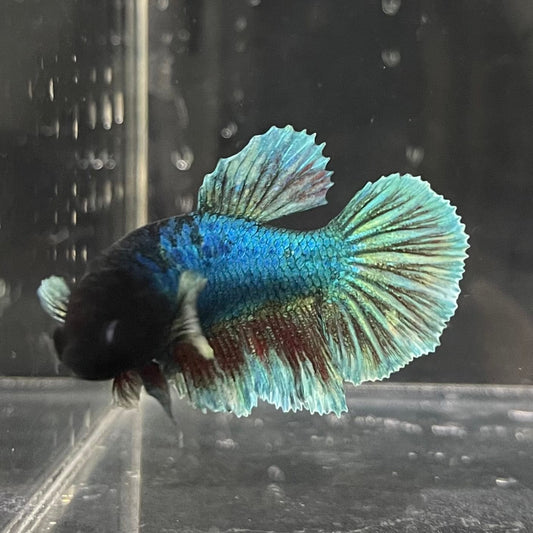 the-fish-farm Female Betta Female Betta - One Only - J Choose your own Female Betta at The Fish Farm Australia