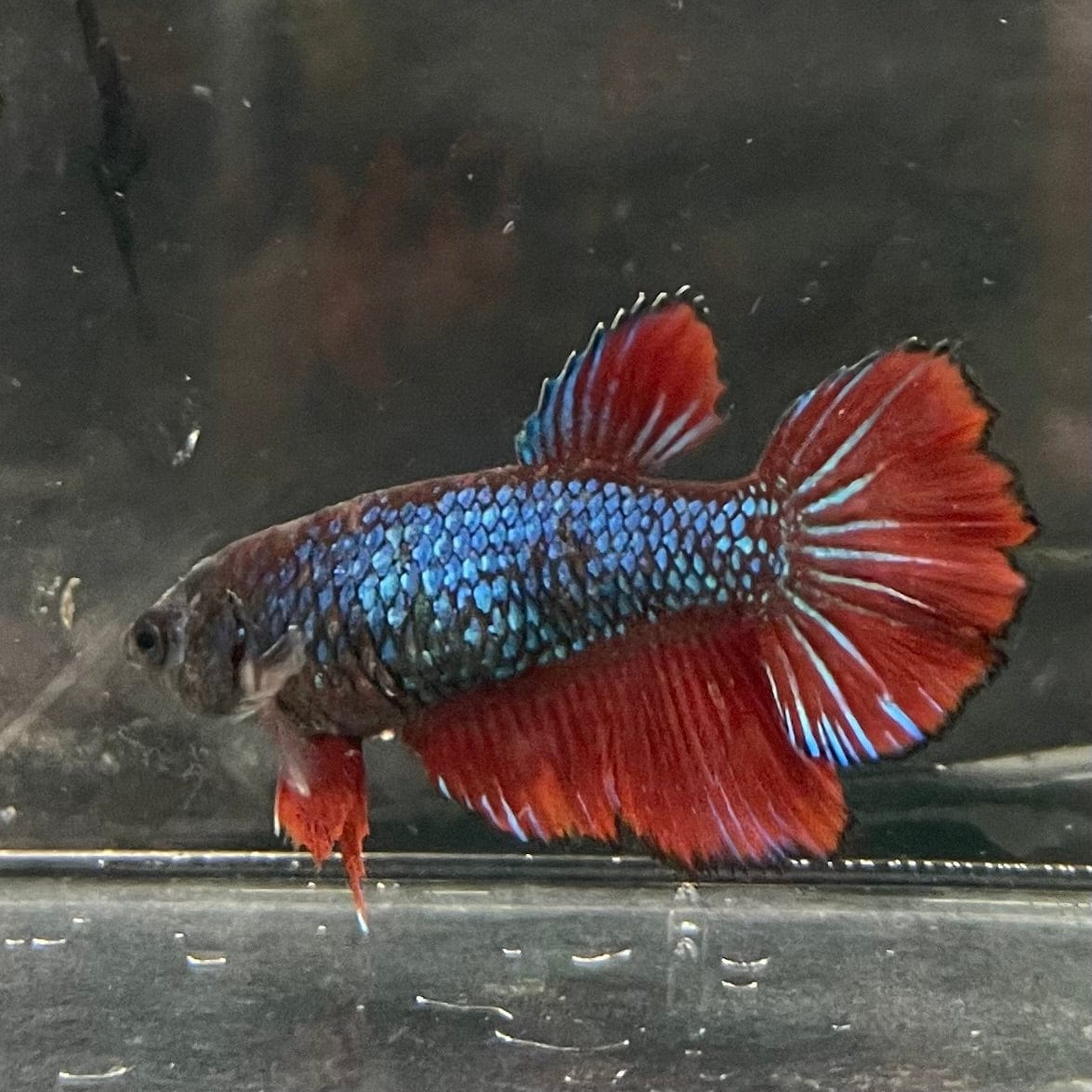 the-fish-farm Female Betta Female Betta - One Only - J Choose your own Female Betta at The Fish Farm Australia