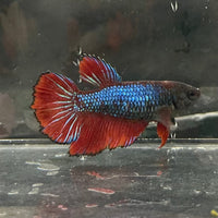 the-fish-farm Female Betta Female Betta - One Only - J Choose your own Female Betta at The Fish Farm Australia