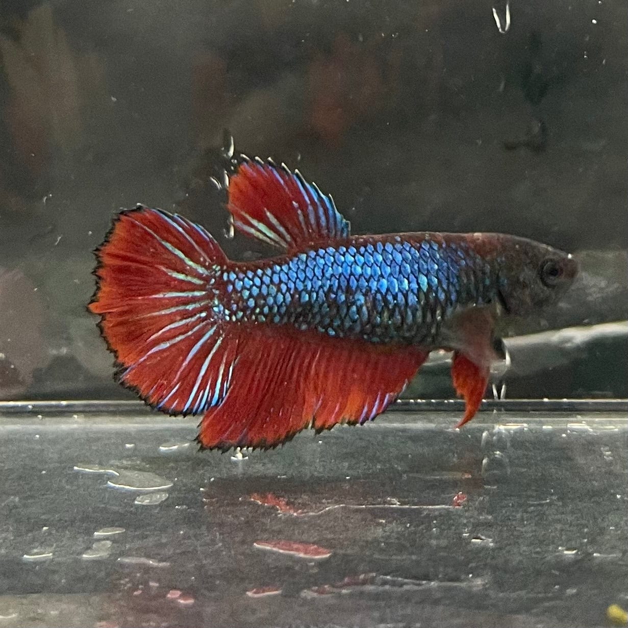 the-fish-farm Female Betta Female Betta - One Only - J Choose your own Female Betta at The Fish Farm Australia