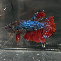 the-fish-farm Female Betta Female Betta - One Only - J Choose your own Female Betta at The Fish Farm Australia