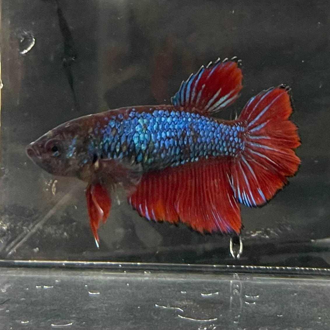 the-fish-farm Female Betta Female Betta - One Only - J Choose your own Female Betta at The Fish Farm Australia