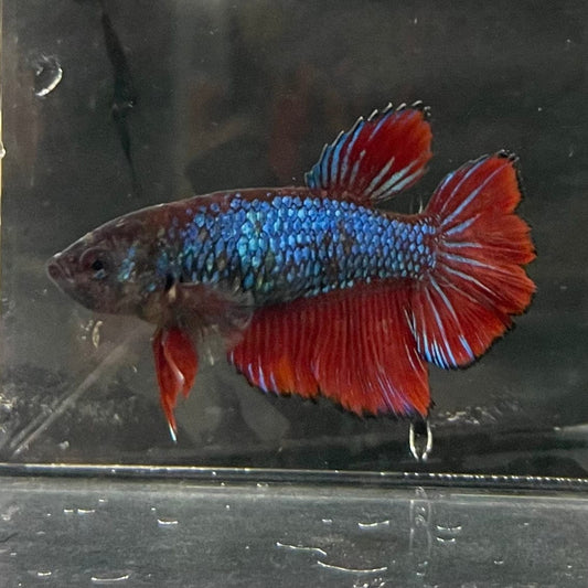 the-fish-farm Female Betta Female Betta - One Only - J Choose your own Female Betta at The Fish Farm Australia