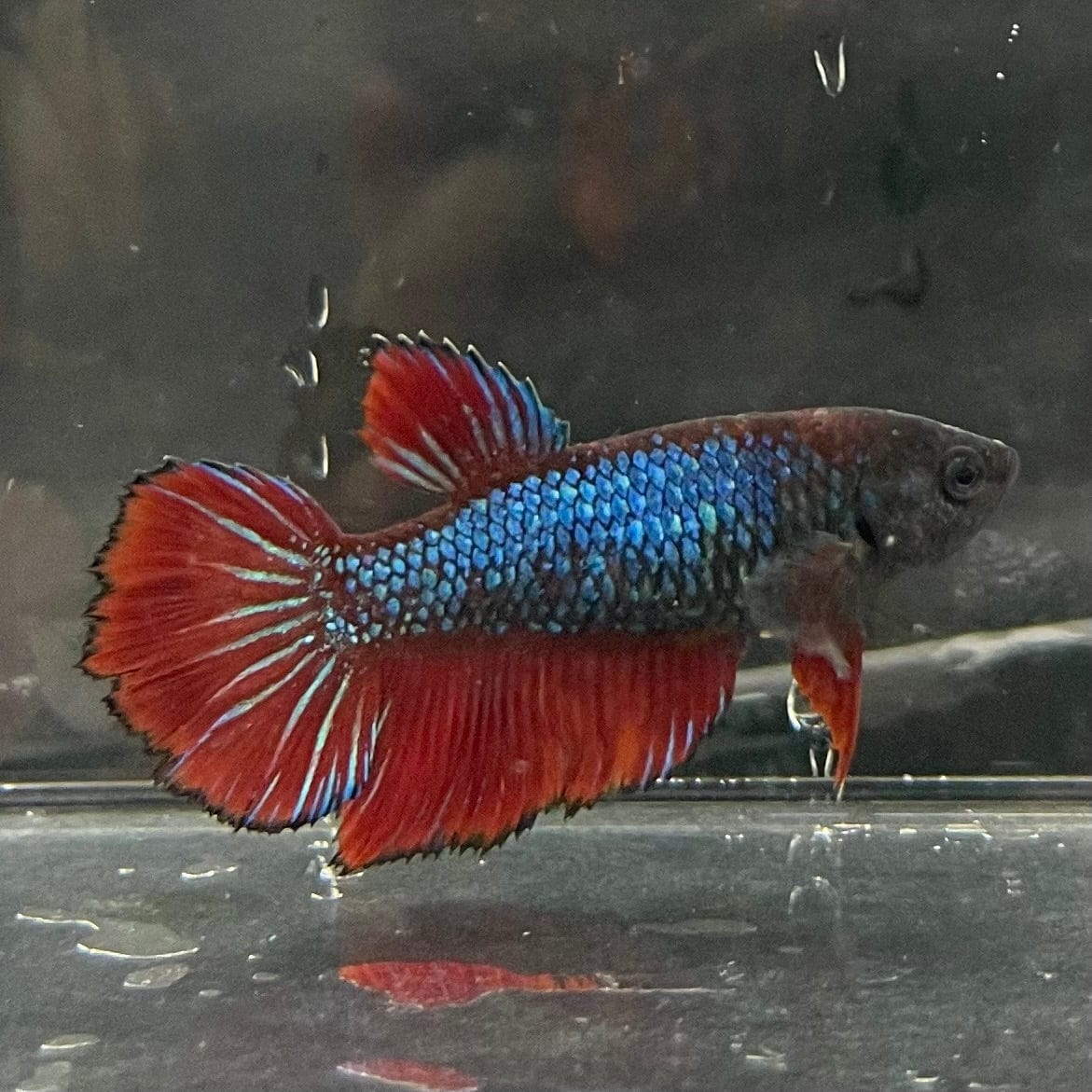 the-fish-farm Female Betta Female Betta - One Only - J Choose your own Female Betta at The Fish Farm Australia