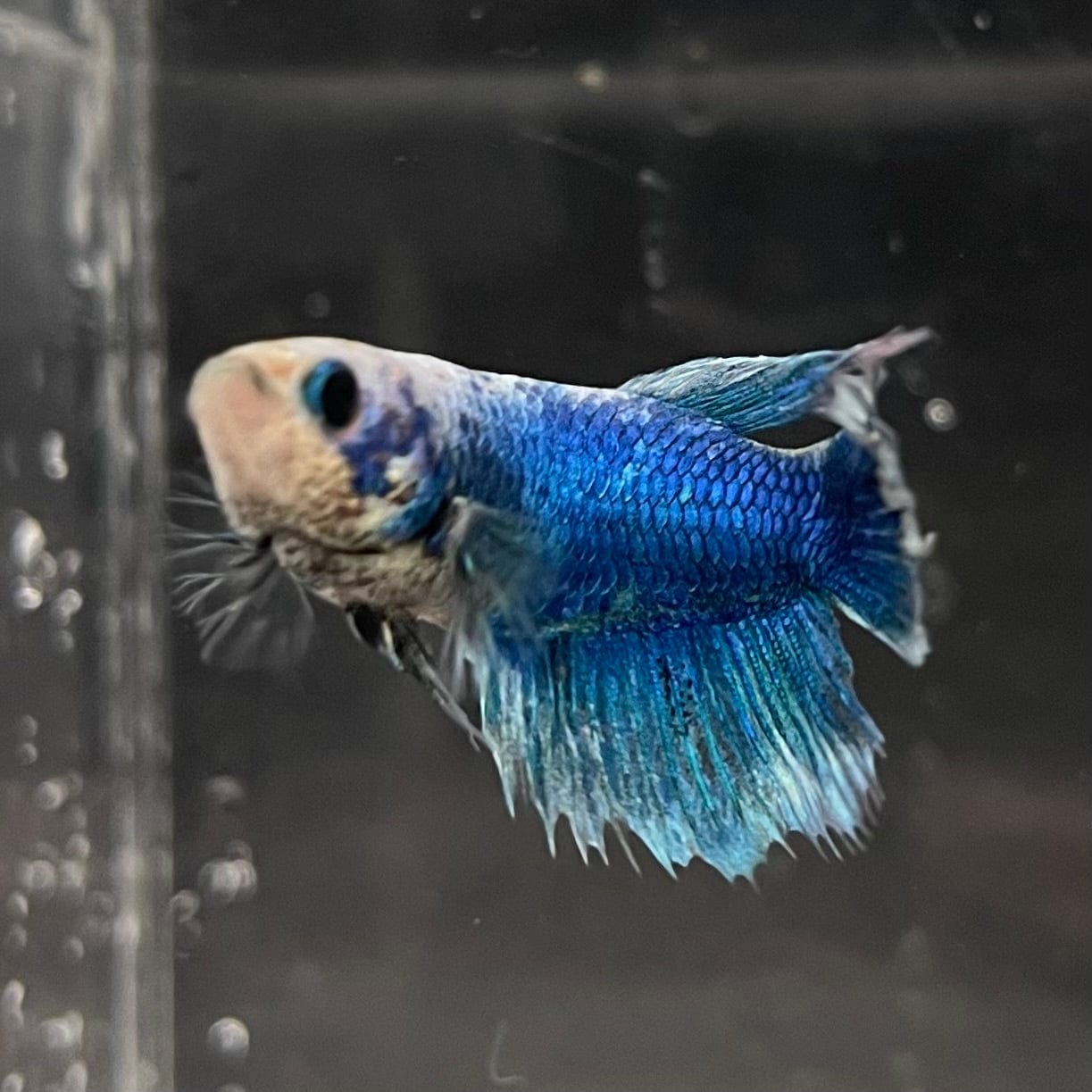 the-fish-farm Female Betta Female Betta - One Only - J Choose your own Female Betta at The Fish Farm Australia