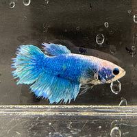 the-fish-farm Female Betta Female Betta - One Only - J Choose your own Female Betta at The Fish Farm Australia