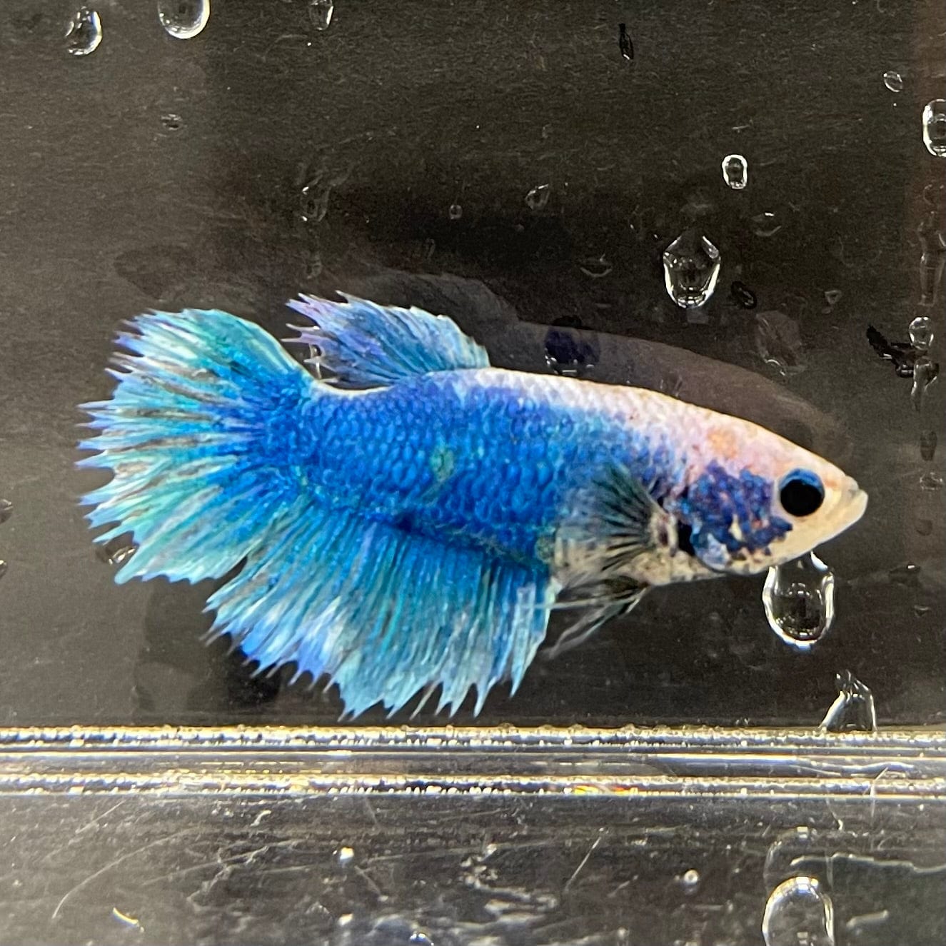 the-fish-farm Female Betta Female Betta - One Only - J Choose your own Female Betta at The Fish Farm Australia