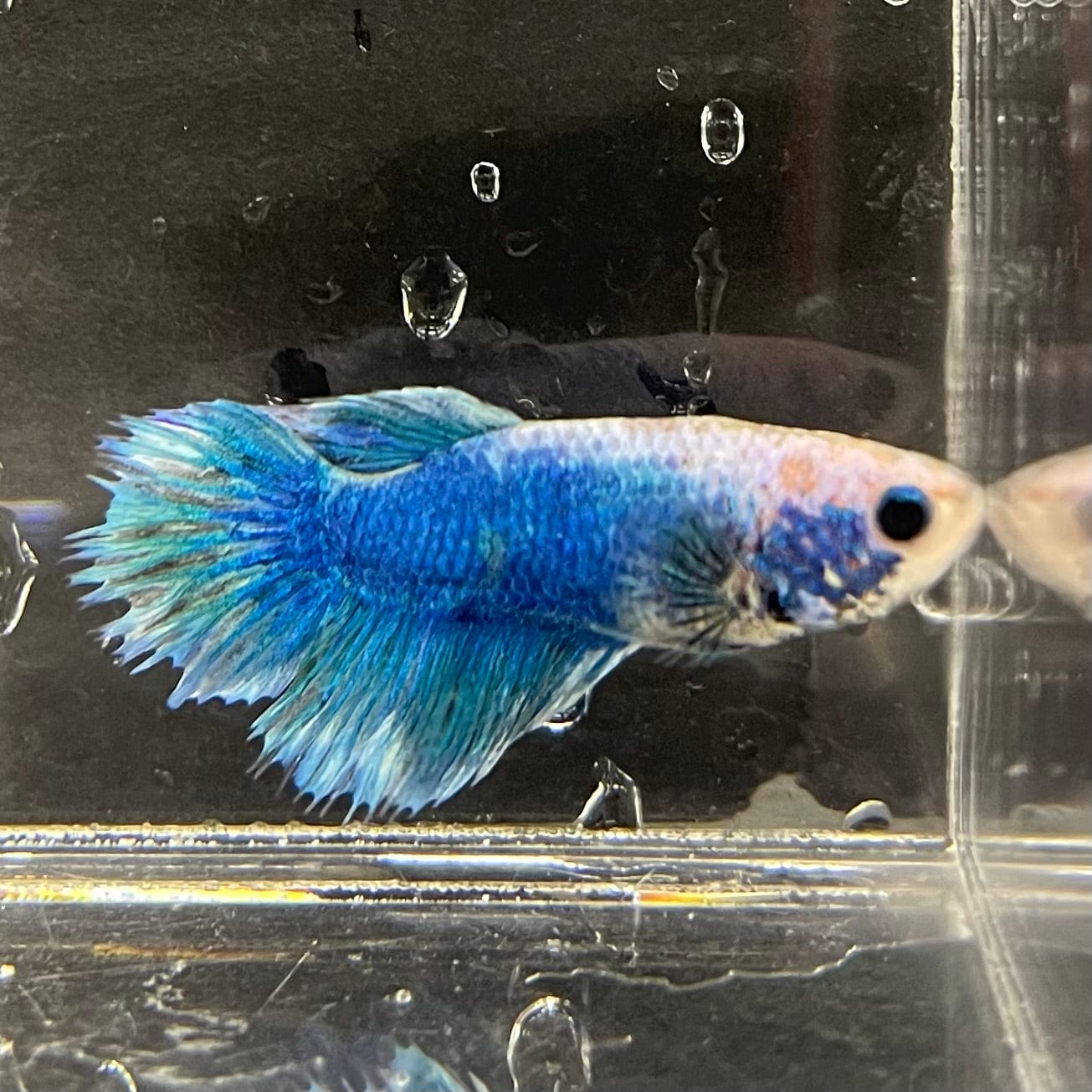 the-fish-farm Female Betta Female Betta - One Only - J Choose your own Female Betta at The Fish Farm Australia