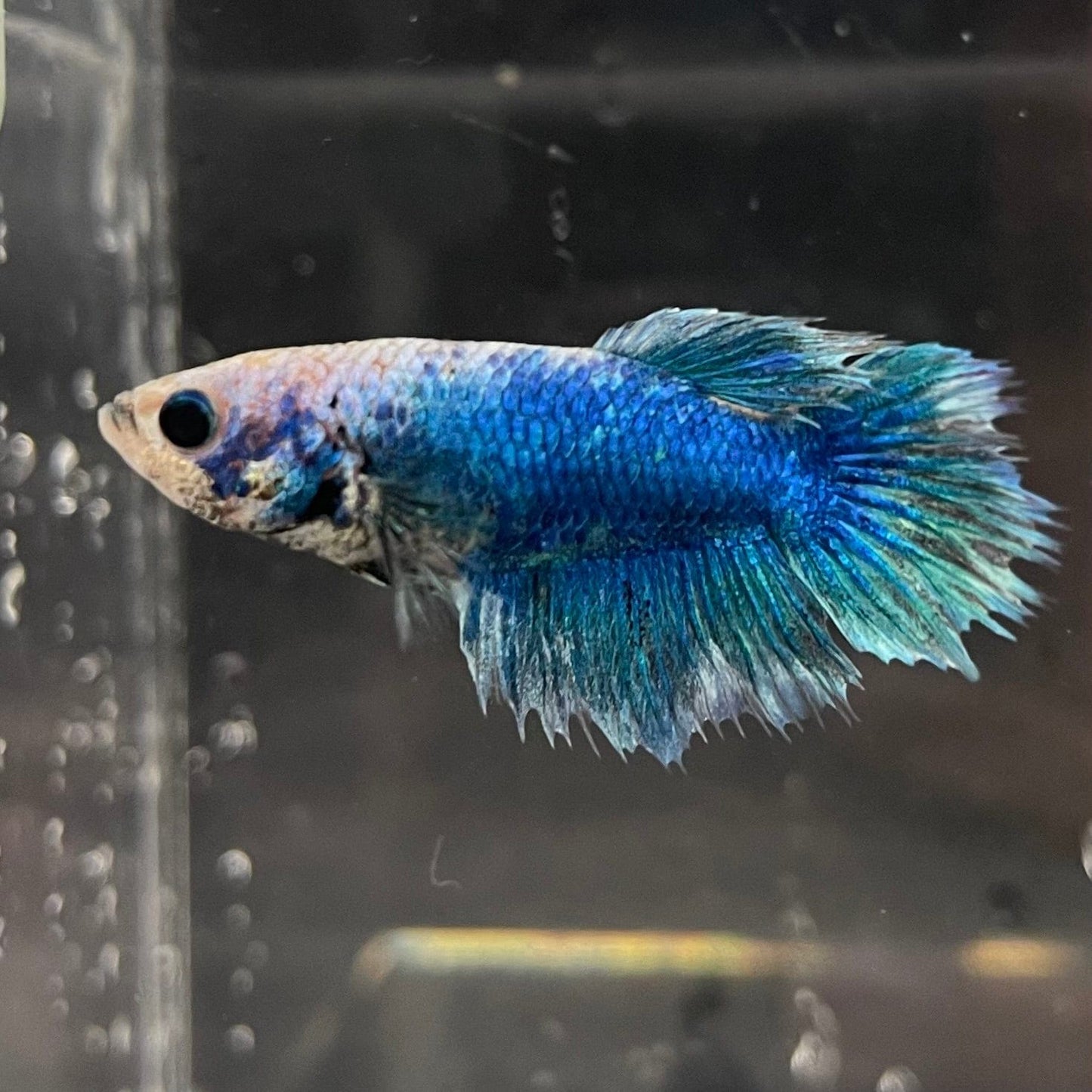 the-fish-farm Female Betta Female Betta - One Only - J Choose your own Female Betta at The Fish Farm Australia