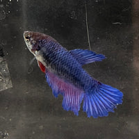 the-fish-farm Female Betta Female Betta - One Only - J Choose your own Female Betta at The Fish Farm Australia