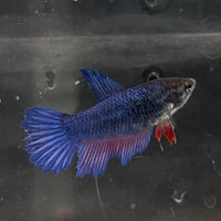 the-fish-farm Female Betta Female Betta - One Only - J Choose your own Female Betta at The Fish Farm Australia