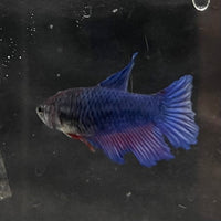 the-fish-farm Female Betta Female Betta - One Only - J Choose your own Female Betta at The Fish Farm Australia