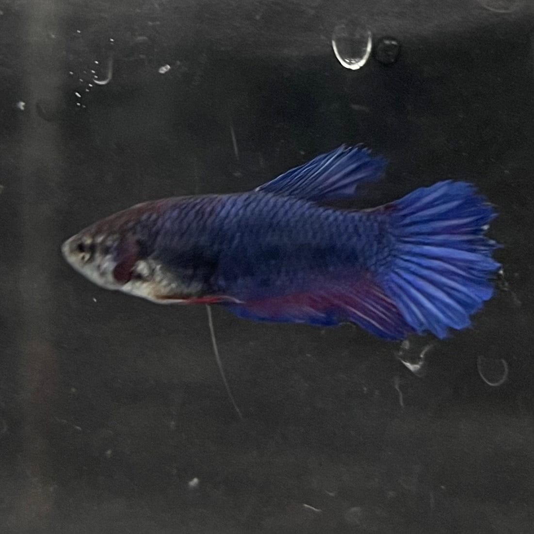 the-fish-farm Female Betta Female Betta - One Only - J Choose your own Female Betta at The Fish Farm Australia