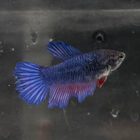 the-fish-farm Female Betta Female Betta - One Only - J Choose your own Female Betta at The Fish Farm Australia