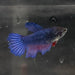 the-fish-farm Female Betta Female Betta - One Only - J Choose your own Female Betta at The Fish Farm Australia