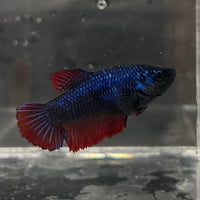 the-fish-farm Female Betta Female Betta - One Only - J Choose your own Female Betta at The Fish Farm Australia