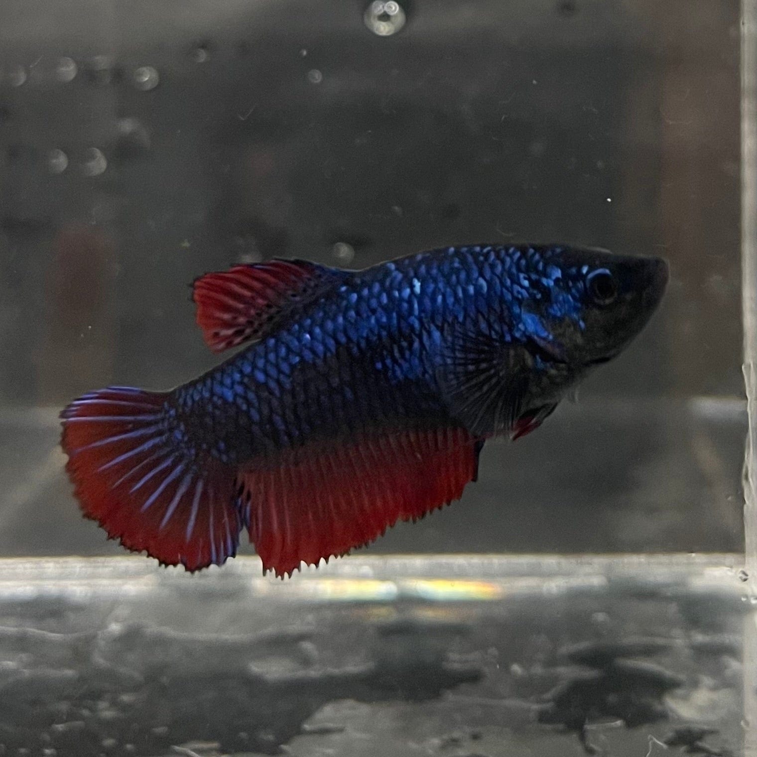 the-fish-farm Female Betta Female Betta - One Only - J Choose your own Female Betta at The Fish Farm Australia