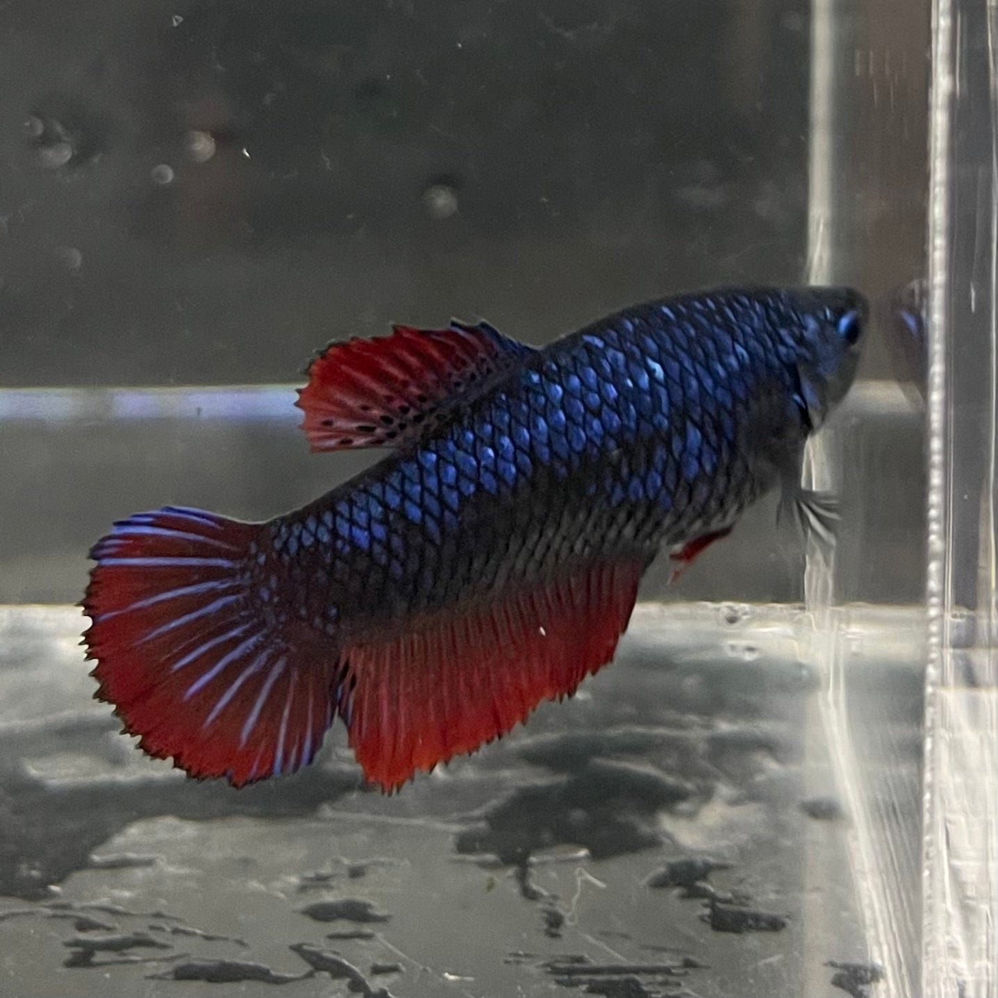 the-fish-farm Female Betta Female Betta - One Only - J Choose your own Female Betta at The Fish Farm Australia