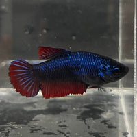 the-fish-farm Female Betta Female Betta - One Only - J Choose your own Female Betta at The Fish Farm Australia