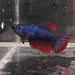 the-fish-farm Female Betta Female Betta - One Only - J Choose your own Female Betta at The Fish Farm Australia
