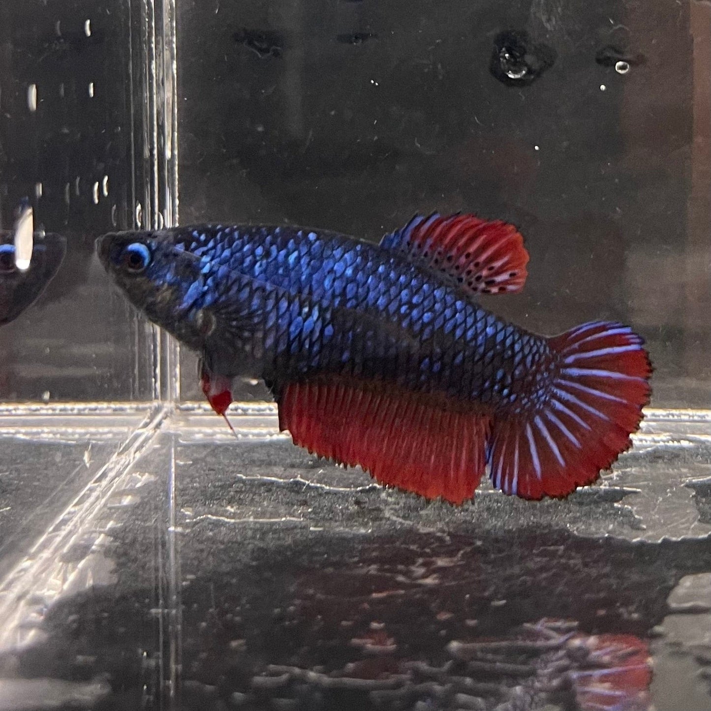 the-fish-farm Female Betta Female Betta - One Only - J Choose your own Female Betta at The Fish Farm Australia