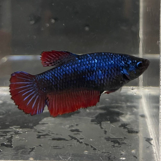 the-fish-farm Female Betta Female Betta - One Only - J Choose your own Female Betta at The Fish Farm Australia