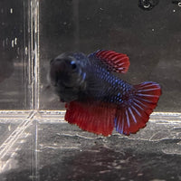 the-fish-farm Female Betta Female Betta - One Only - J Choose your own Female Betta at The Fish Farm Australia