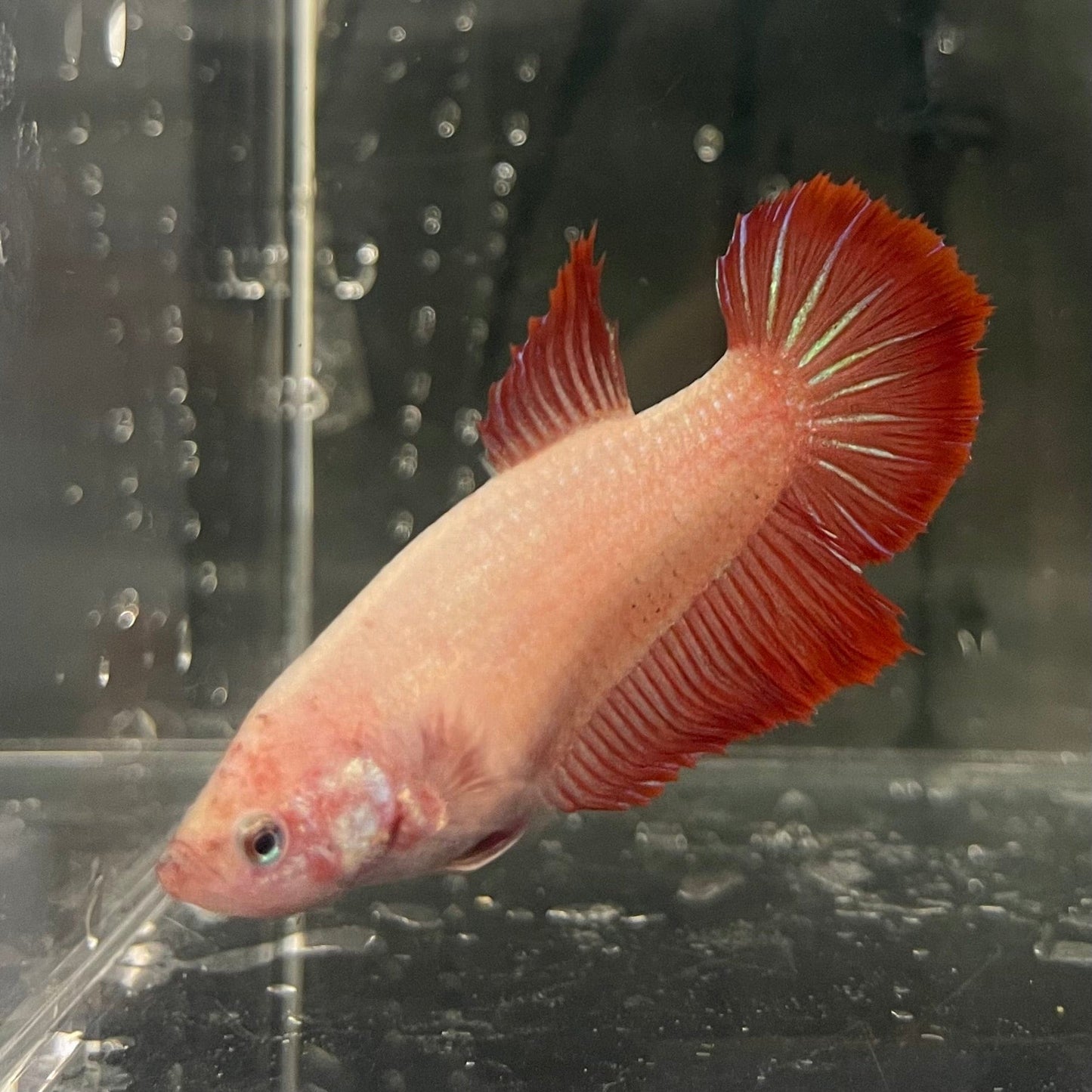 the-fish-farm Female Betta Female Betta - One Only - J Choose your own Female Betta at The Fish Farm Australia