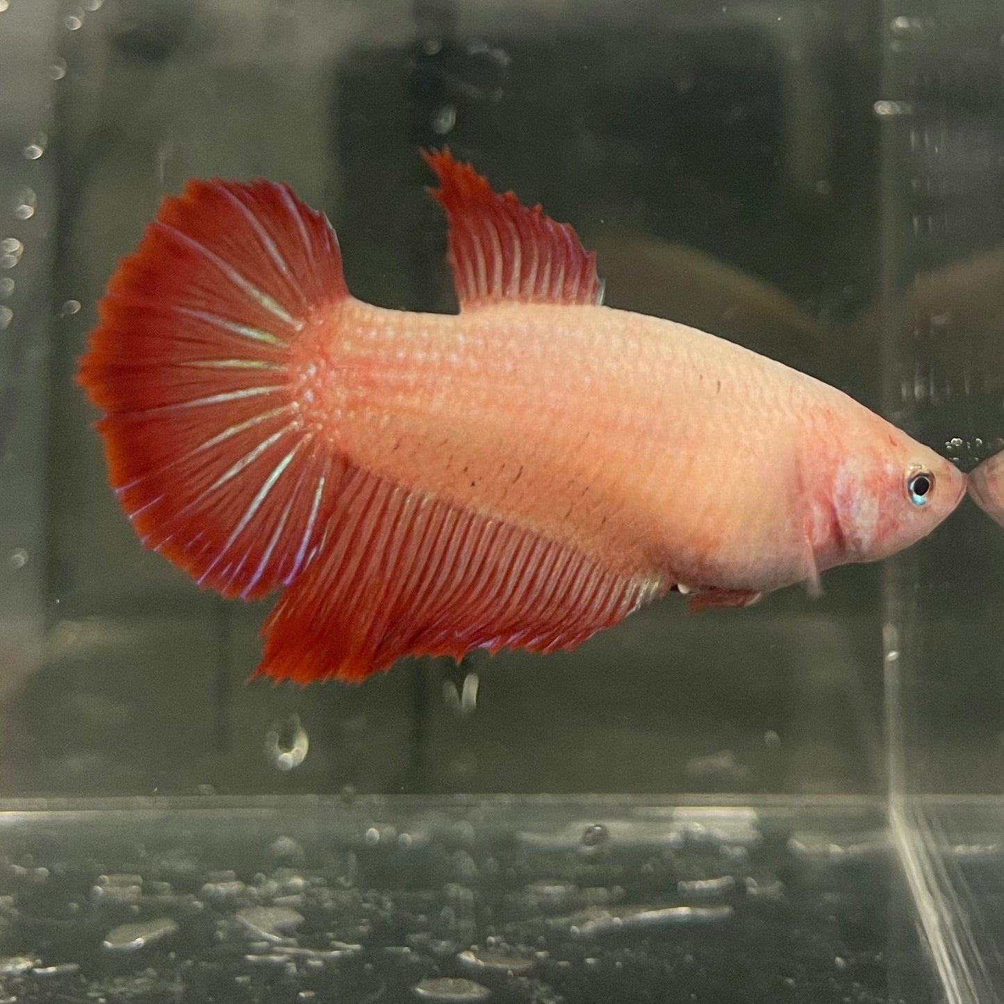 the-fish-farm Female Betta Female Betta - One Only - J Choose your own Female Betta at The Fish Farm Australia