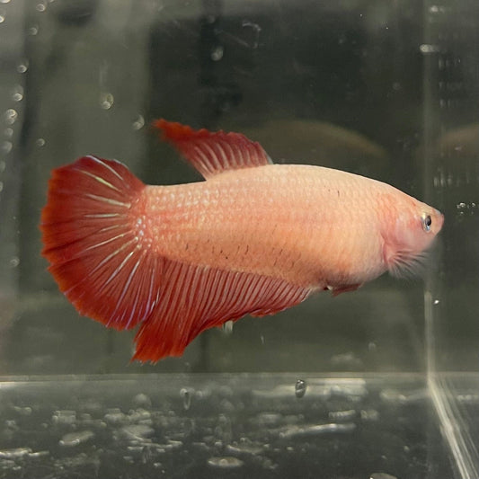 the-fish-farm Female Betta Female Betta - One Only - J Choose your own Female Betta at The Fish Farm Australia
