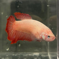 the-fish-farm Female Betta Female Betta - One Only - J Choose your own Female Betta at The Fish Farm Australia