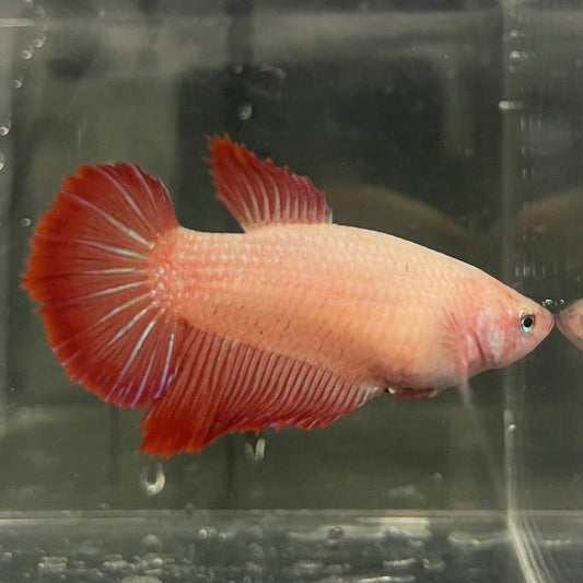 the-fish-farm Female Betta Female Betta - One Only - J Choose your own Female Betta at The Fish Farm Australia