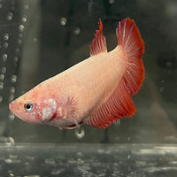 the-fish-farm Female Betta Female Betta - One Only - J Choose your own Female Betta at The Fish Farm Australia